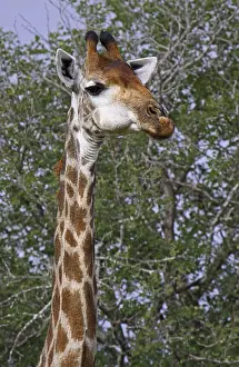 Giraffenportr