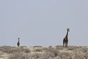 Giraffes in the Etosha National Park