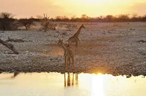 Giraffes (Giraffa camelopardalis)