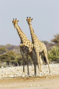 Giraffes (Giraffa camelopardalis)