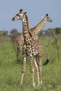 Two Giraffes (Giraffa camelopardalis) in the Serengeti