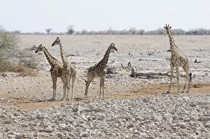 Giraffes (Giraffa camelopardalis) standing at the Okaukuejo waterhole