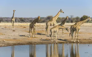 Giraffes (Giraffa camelopardis) at the Chudob waterhole