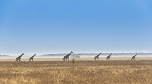 Giraffes (Giraffa camelopardis) walking through the dry grass