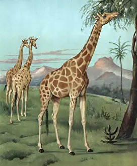 Giraffes in Serengeti, Africa