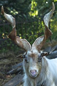 Girgentana goat (Capra), captive