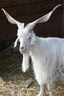 Girgentana goat, domestic goat with corkscrew-like horns