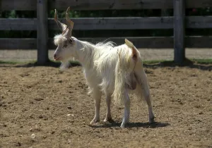 Girgentana goat, Girgentan goat
