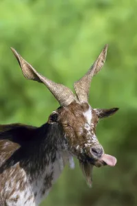 Girgentana goat, goat, sticks out tongue