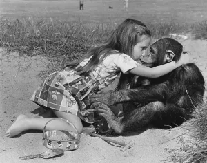 Girl kisses chimpanzee on the beach