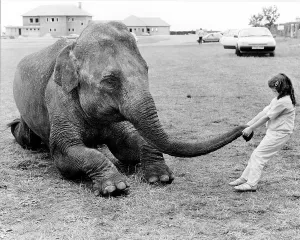 Girl plays with elephant, England, Great Britain