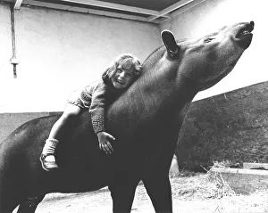 Girl rides on Tapir, England, Great Britain