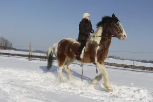 Girl riding a Crilollo gelding bareback in the snow