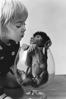 Girl watching a small monkey in a glass