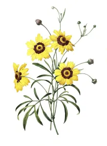 Girl's Eye, Coreopsis, also known as Beautiful Face