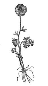 Glacier buttercup, Ranunculus glacialis