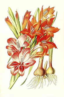 Gladiolus gandavensis, Ghent Corn-Flag