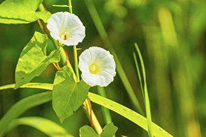 Glandular balsam (Impatiens glandulifera)