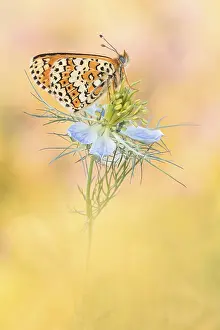 Glanville Fritillary (Melitaea cinxia) butterfly on flower