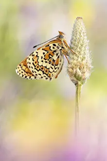 Glanville Fritillary (Melitaea cinxia) butterfly on flower