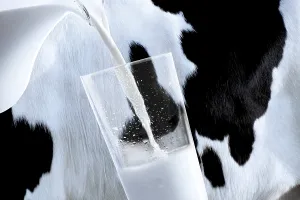 Glass of fresh milk being poured in front of a cow
