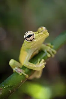 Glass frog (Centrolenidae) sitting on a stem