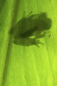 Glass frog, Glass frogs, Amphibians
