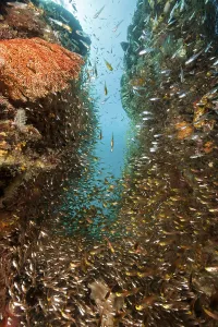 Glassfish in coral reef, Parapriacanthus ransonneti