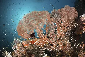 Glassfish in front of fan corals