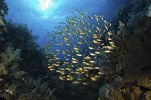 Glassfish in a school, Parapriacanthus