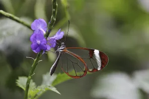 Glasswinged butterfly (Greta oto) on a flower