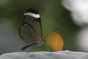 Glasswinged Butterfly (Greta oto) on a leaf