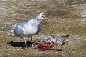 Glaucous gull (Larus hyperboreus hyperboreus) adult in summer plumage scavenging on dead common eider duck in spring