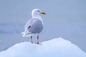 Glaucous gull (Larus hyperboreus hyperboreus) adult in summer plumage on pack ice in spring