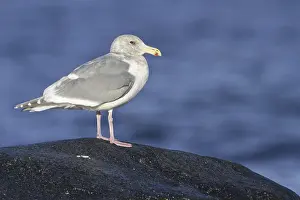 Glaucous-winged Gull (Larus glaucescens)