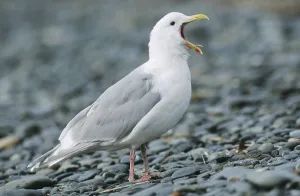 Glaucous-winged Gull (Larus glaucescens)