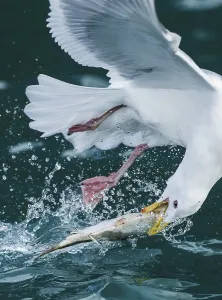 Glaucous-winged Gull (Larus glaucescens) catching fish in flight