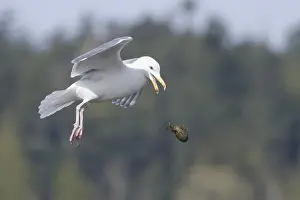 Glaucous-winged Gull (Larus glaucescens) flying