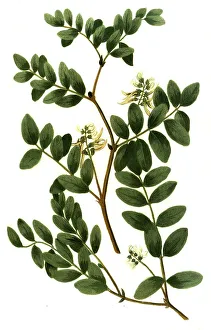 Glaux vulgaris, and Astragalus luteus perennis