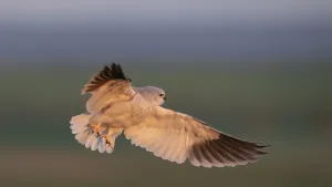 Gleitaar