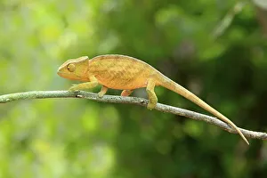 Globe-horned Chameleon (Calumma globifer)