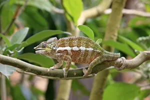 Globe-horned Chameleon (Calumma globifer)