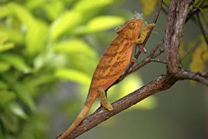 Globe-horned Chameleon (Calumma globifer)