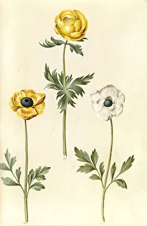 Globeflower (Trollius europaeus)