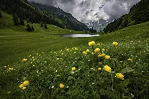 Globeflowers (Trollius europaeus) on a mountain meadow with Groeppelensee and Altmanngipfel in the background