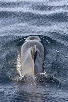 Globicephala seiboldii, Indo-Pacific pilot whale
