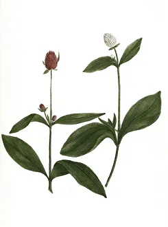 globosus ruber, globosus albus