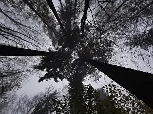 Gloomy treetops, towering into the sky