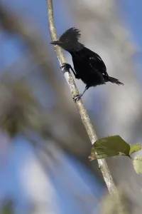 Glossy Antshrike, Sakesphorus luctuosus luctuosus