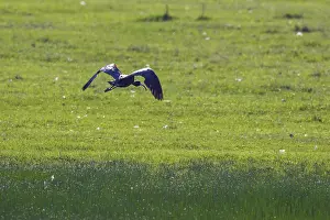Glossy Ibis in Flight (Plegadis falcinellus)